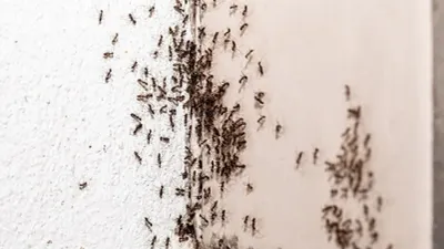 Aumentan plagas en Juárez por el calor: alertan por garrapatas y arañas