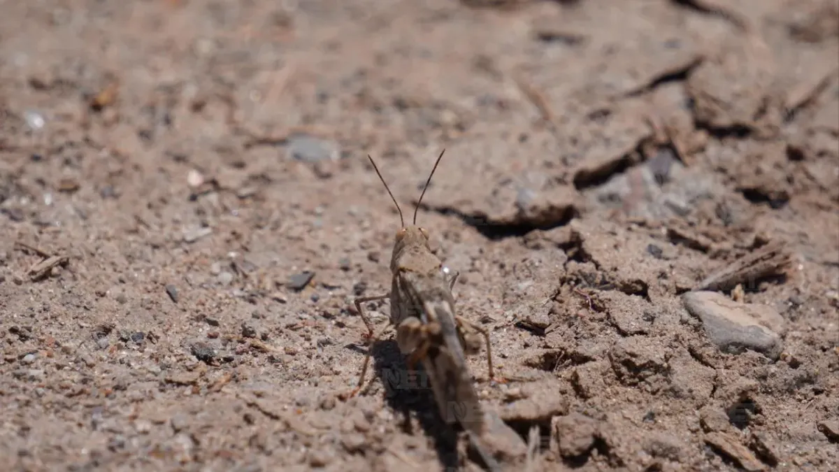 Presencia de chapulines en Juárez no es una plaga, explican expertos