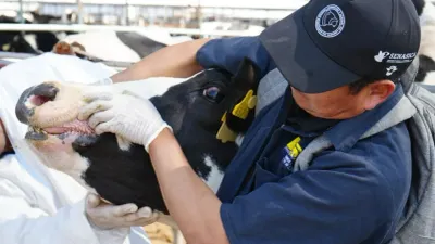 Aplican cerco sanitario en Parral tras confirmar primer caso de gusano barrenador