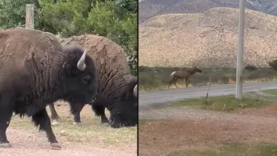 Sorprenden bisontes en la carretera Chihuahua–Juárez