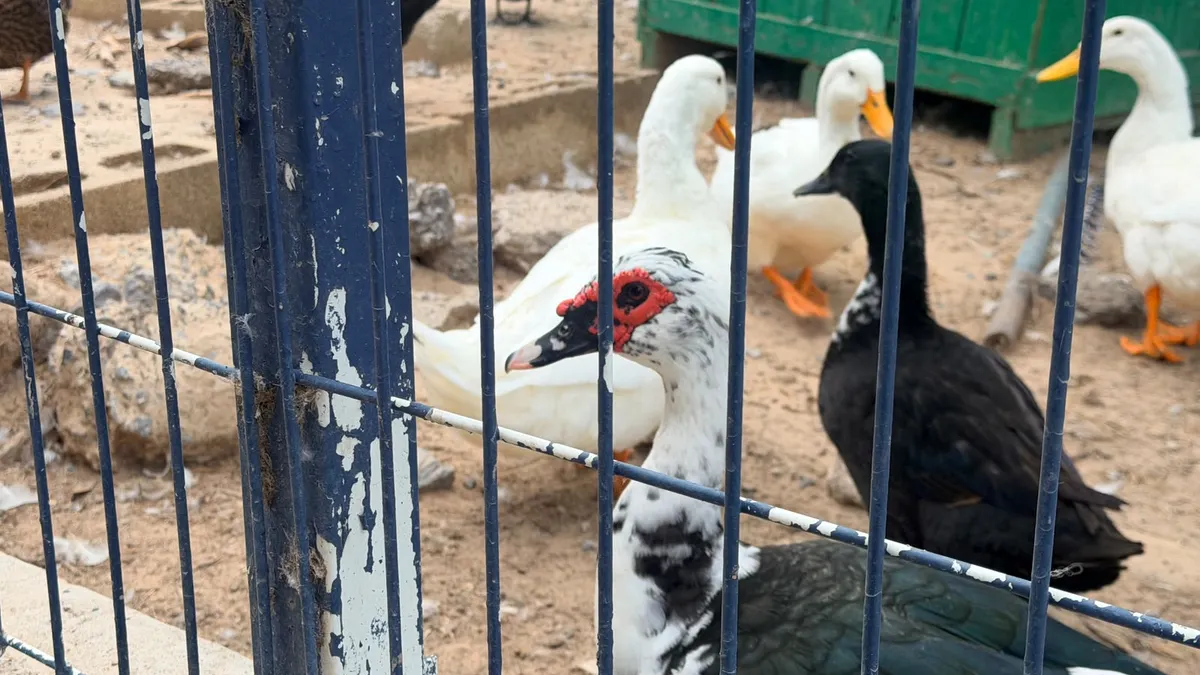 Especialistas explican carnosidades en patos del Parque Central