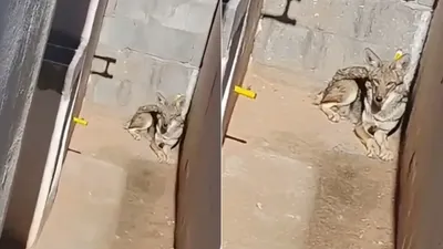 Captan a un coyote refugiado en el patio de una vivienda en Privada Valencia