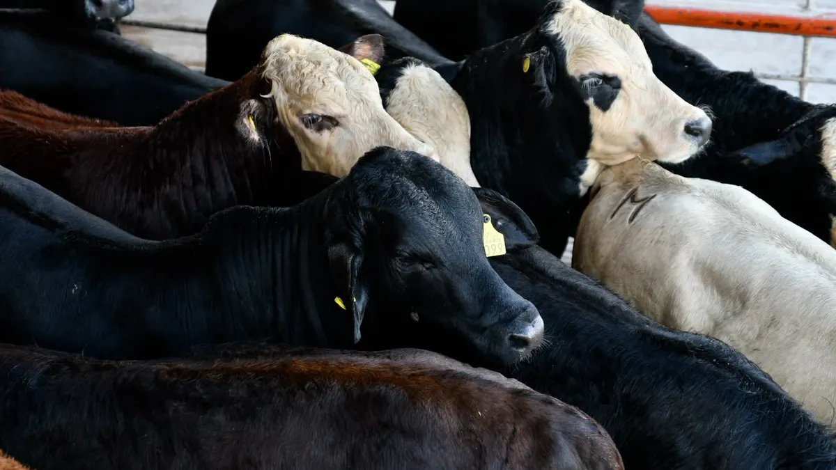 Chihuahua reanuda exportación de ganado a EU por San Jerónimo-Santa Teresa