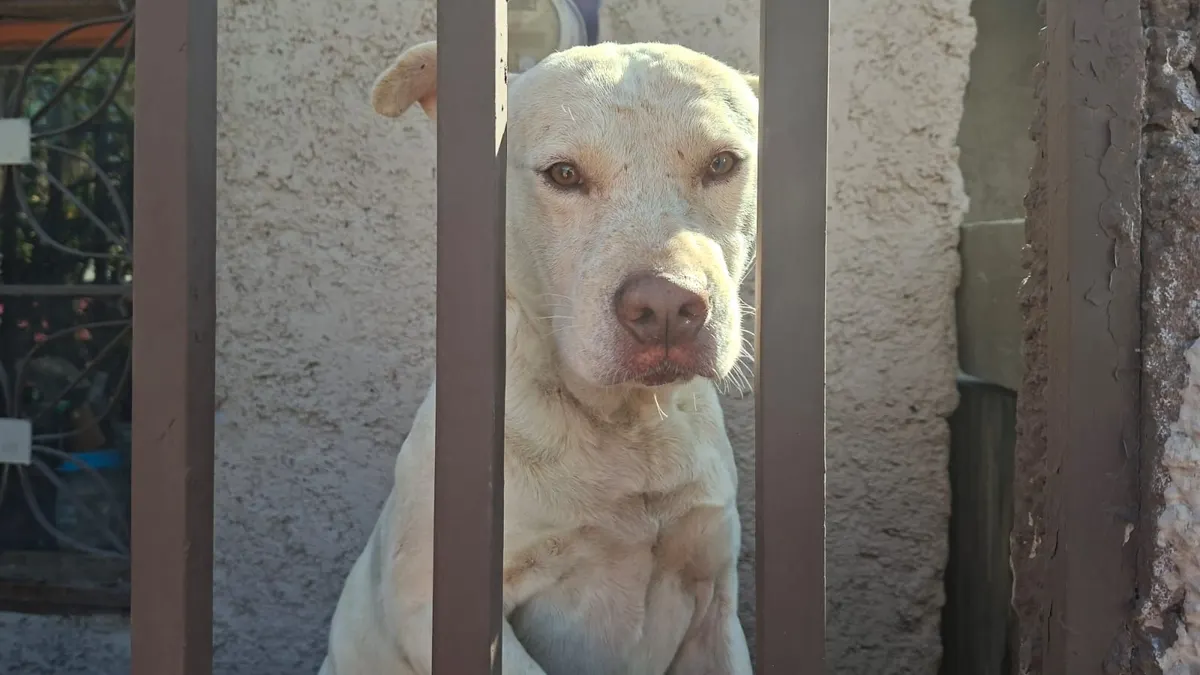 Perrito sale ileso tras derrumbe en la Vicente Guerrero