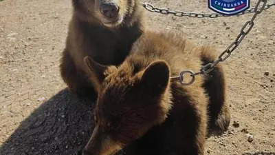 Rescatan a dos cachorros de oso negro en cautiverio y desnutridos en Ojinaga