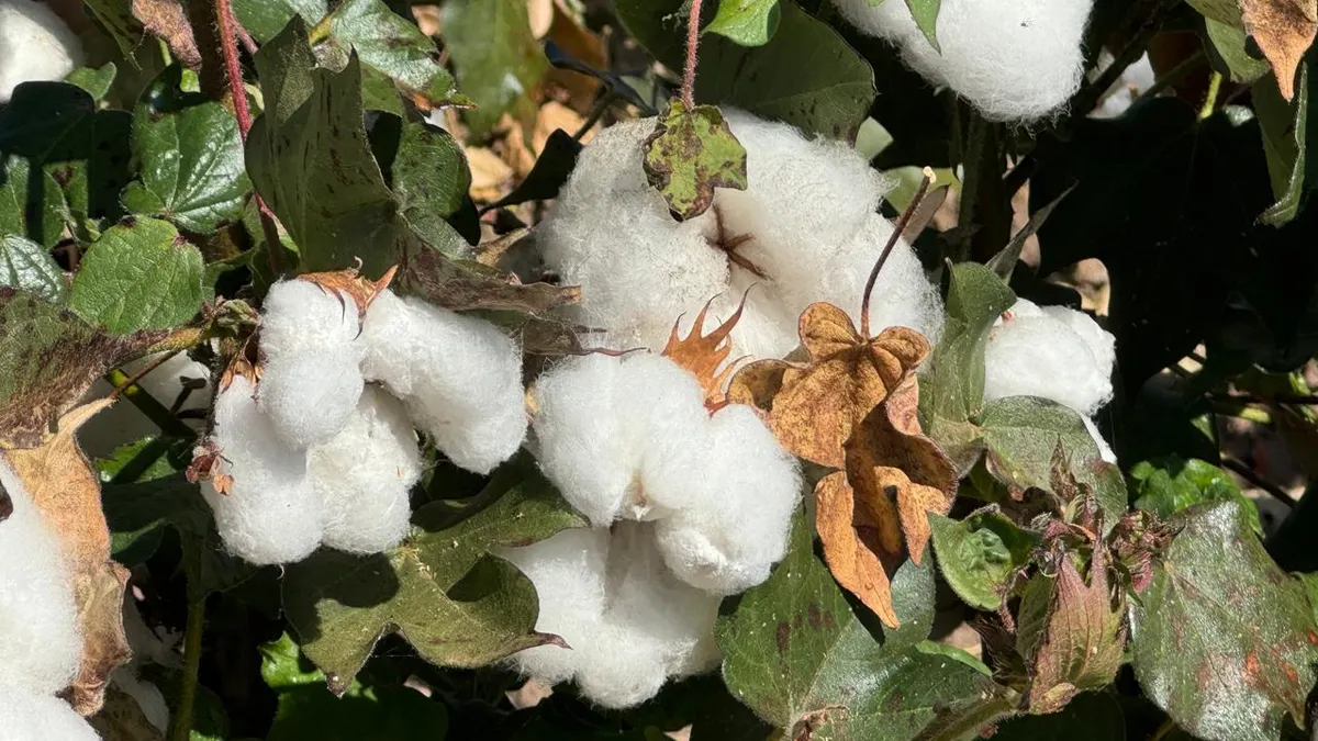 Algodón, el 'Oro Blanco' que hizo crecer a Juárez y hoy casi ha desaparecido