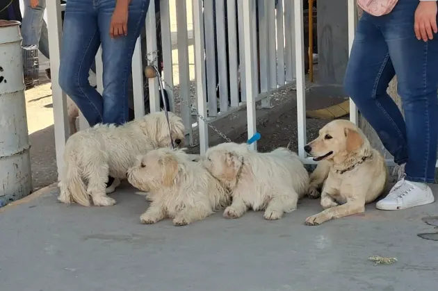 Realizan jornada de esterilización de mascotas en Infonavit Jarudo