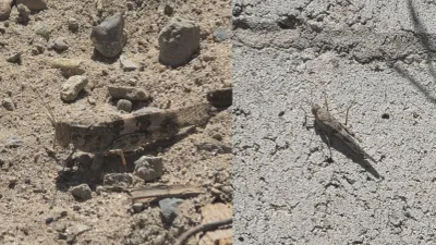 Reportan presencia masiva de chapulines en distintos sectores de Juárez