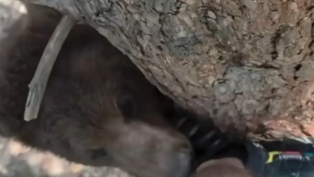 Osos acorralan a senderista trepado de un árbol en Nuevo León