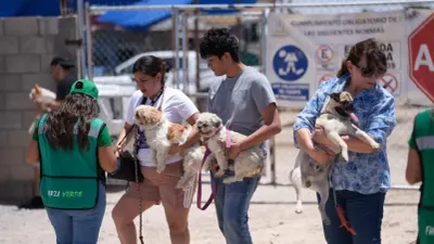Anuncia DABA jornada de esterilización gratuita este fin de semana en Juárez