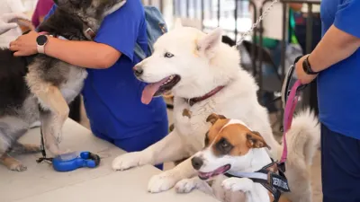 Lanza Partido Verde jornada de esterilización y vacunación en Juárez este sábado