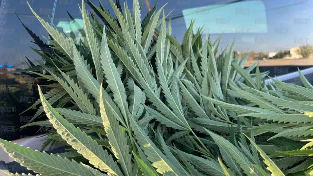 Retiran planta de marihuana de más de 2 metros del dren 2A en la Teófilo Borunda