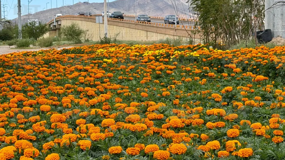 Cultivan 10 mil macetas de cempasúchil en Ciudad Juárez para Día de Muertos