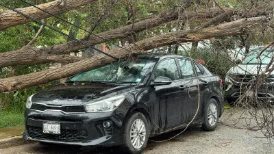Colapsa árbol seco sobre auto en calle Río Nilo tras lluvias