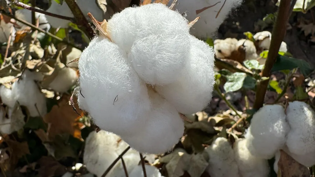 Algodón, el 'Oro Blanco' que hizo crecer a Juárez y hoy casi ha desaparecido