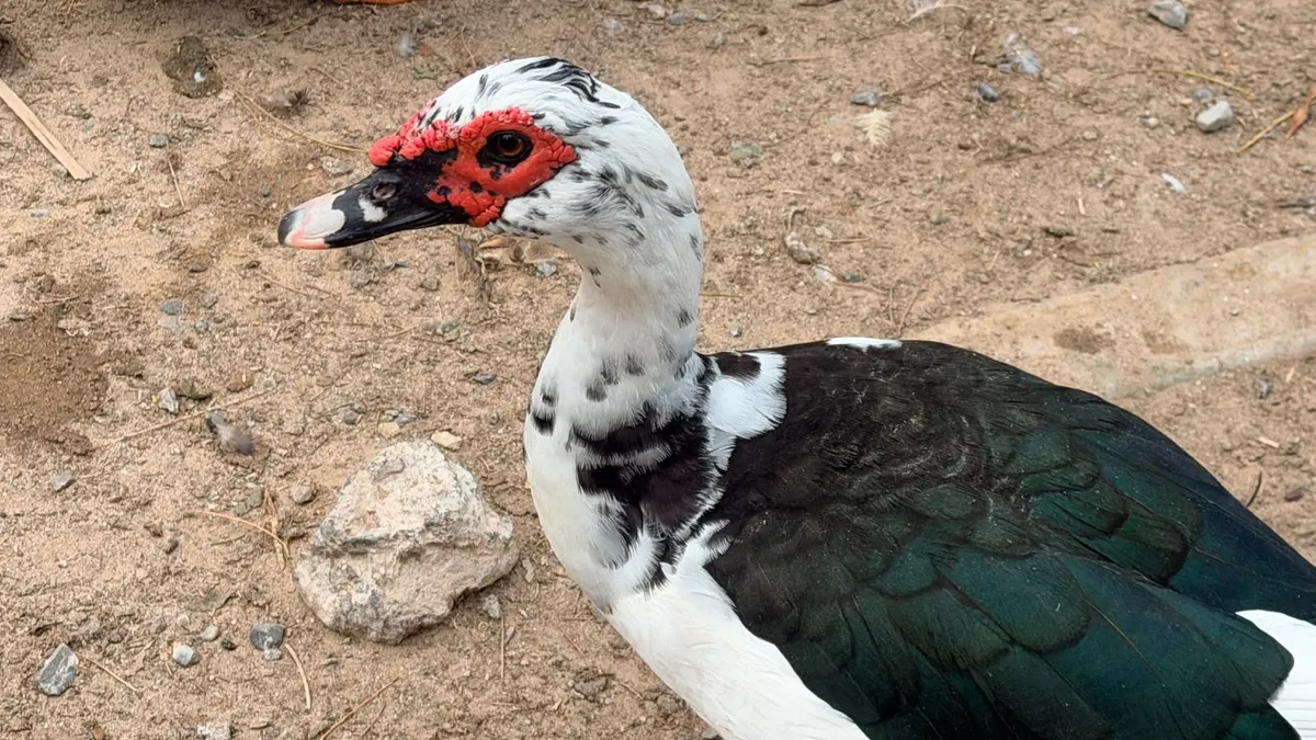 Especialistas explican carnosidades en patos del Parque Central