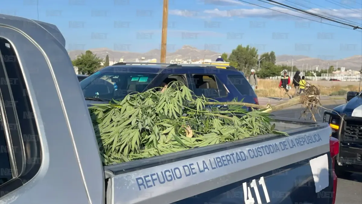 Retiran planta de marihuana de más de 2 metros del dren 2A en la Teófilo Borunda