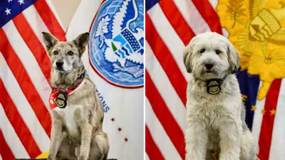 De refugio en El Paso a la Patrulla Fronteriza: Bentley y Hércules se gradúan