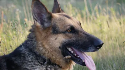 Día Mundial del Perro: llaman a adoptar y fomentar la tenencia responsable