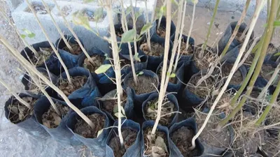 Regalarán 9 mil árboles durante jornada de reforestación este viernes
