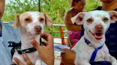 Anuncian jornadas de esterilización gratis para mascotas este fin de semana