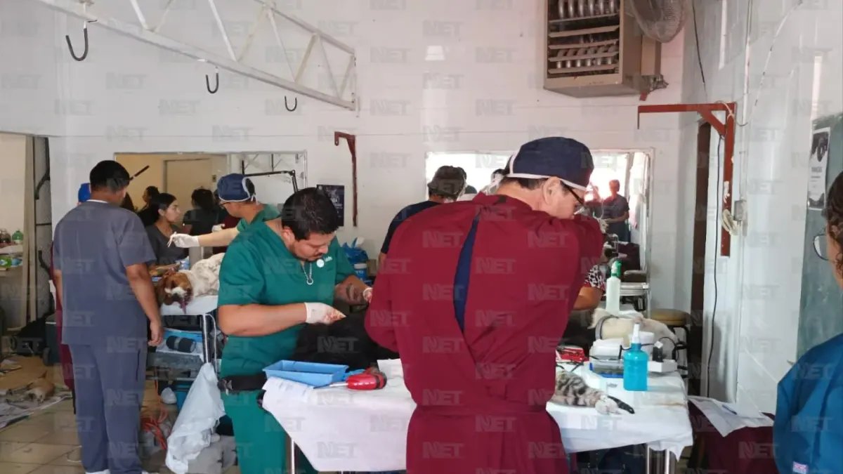 Preparan esterilización gratuita de mascotas en Juárez