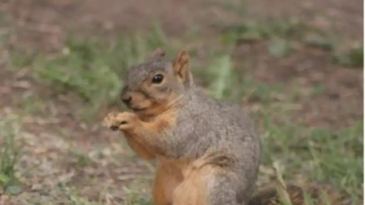 ¿Quién es el que anda ahí? Conoce a los animales que habitan El Chamizal