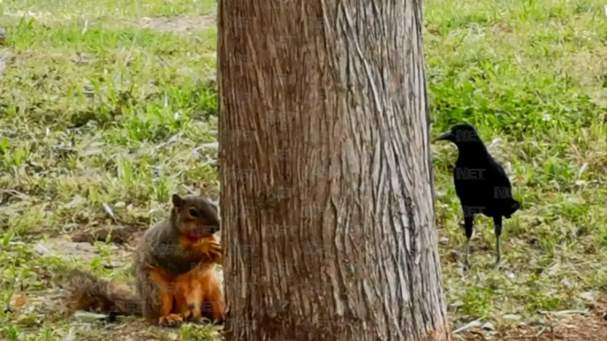 ¡Atención! Si vas a El Chamizal en Pascua, No hagas esto