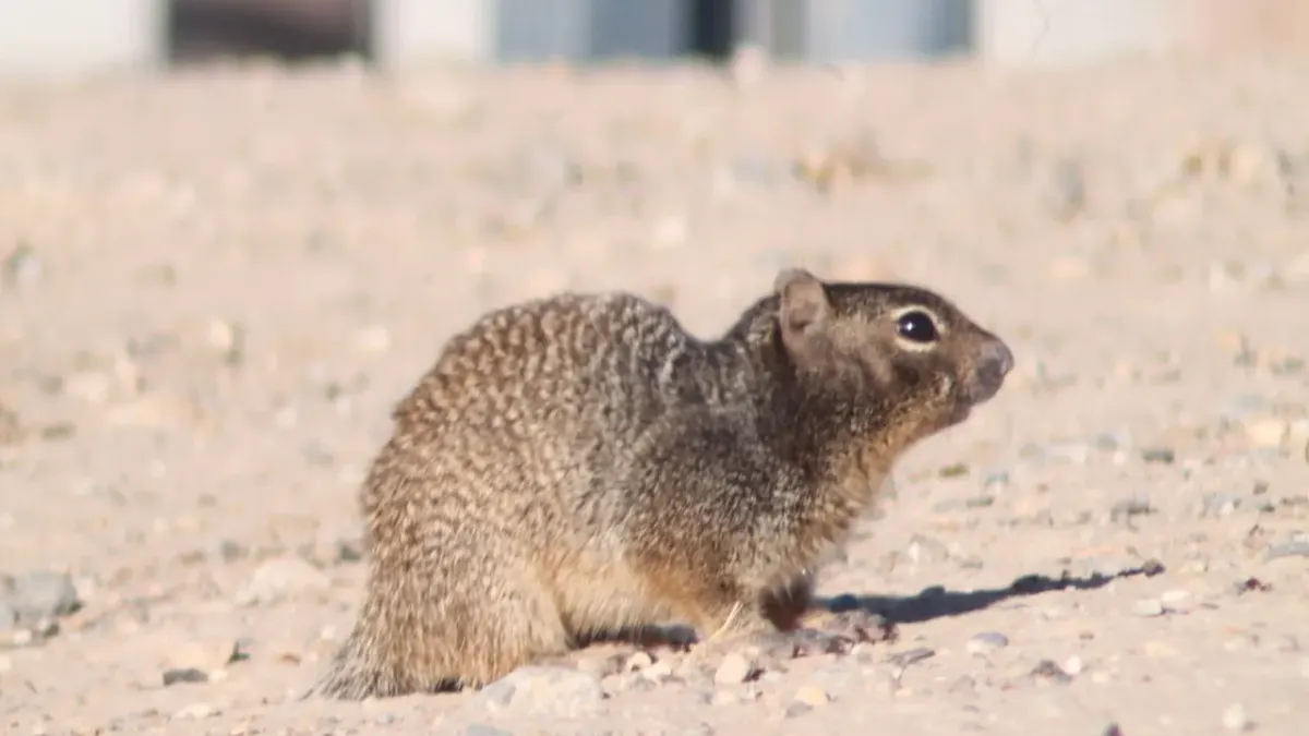 ¿Quién es el que anda ahí? Conoce a los animales que habitan El Chamizal