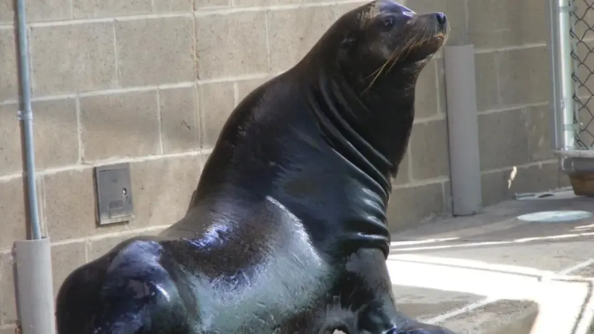 Fallece el león marino del Zoológico de El Paso