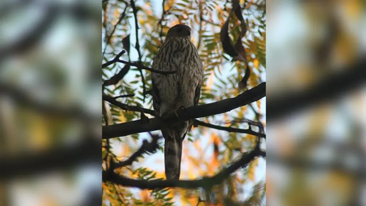 ¿Quién es el que anda ahí? Conoce a los animales que habitan El Chamizal