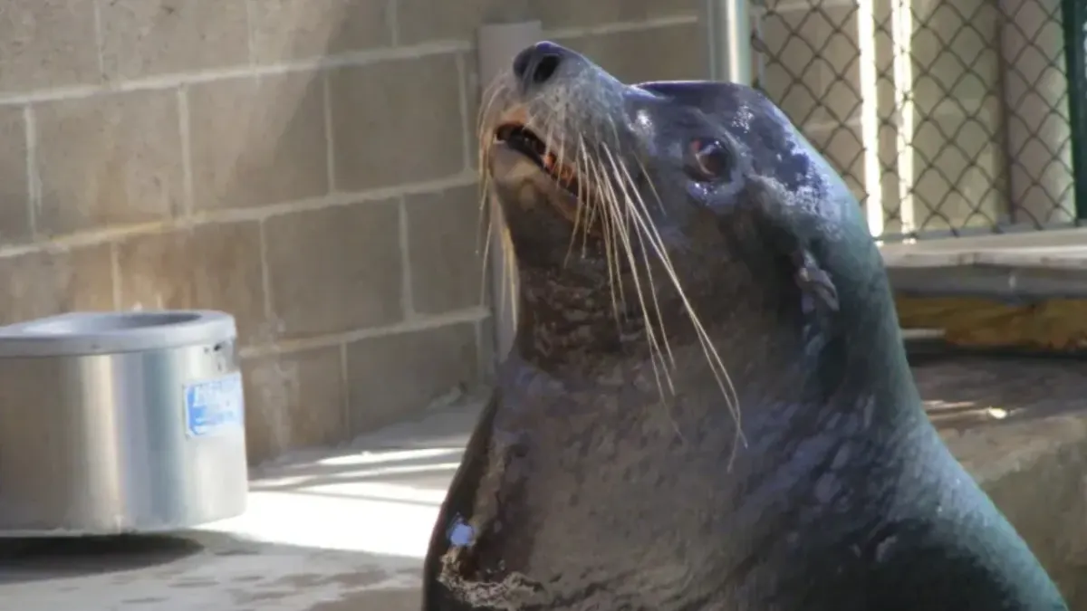 Fallece el león marino del Zoológico de El Paso