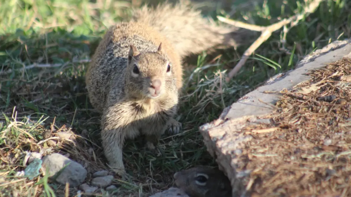 ¿Quién es el que anda ahí? Conoce a los animales que habitan El Chamizal
