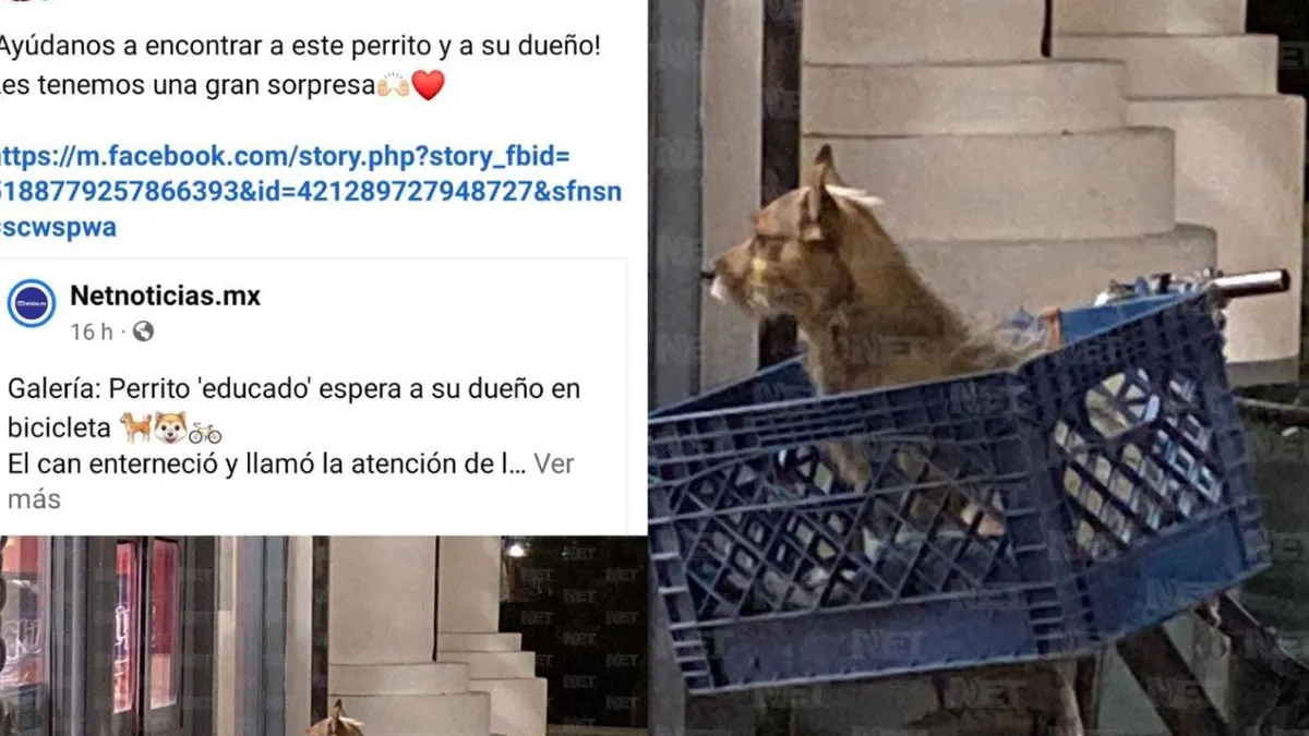 Busca Del Río a perrito ‘educado’ para darle una sorpresa