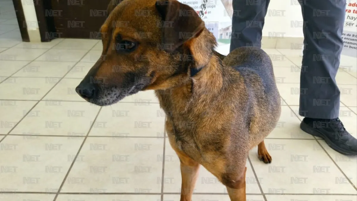 Abandonaron a 'Luna' en su casa, hoy busca una familia