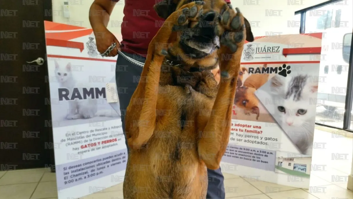 Abandonaron a 'Luna' en su casa, hoy busca una familia