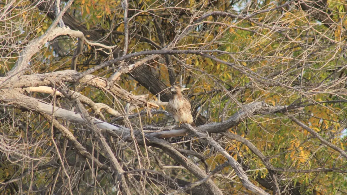 ¿Quién es el que anda ahí? Conoce a los animales que habitan El Chamizal