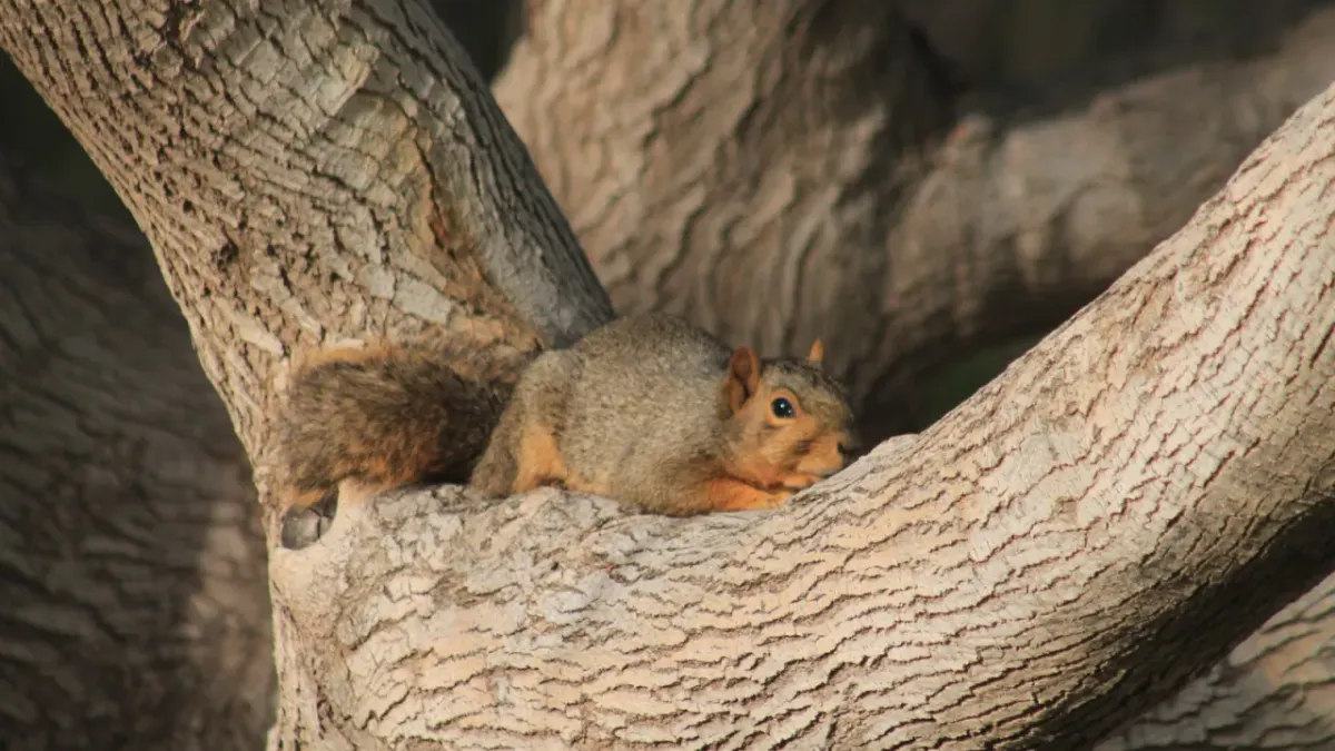 ¿Quién es el que anda ahí? Conoce a los animales que habitan El Chamizal