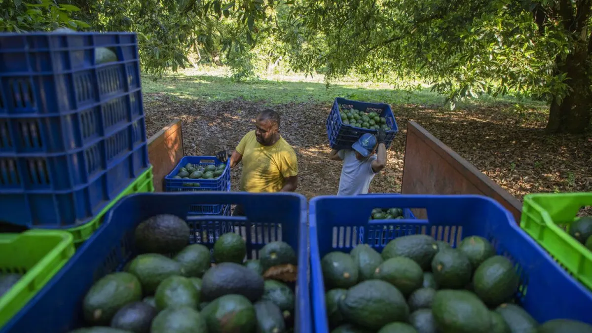 Amenaza de aranceles de Trump pone en riesgo aguacates y tequila mexicanos