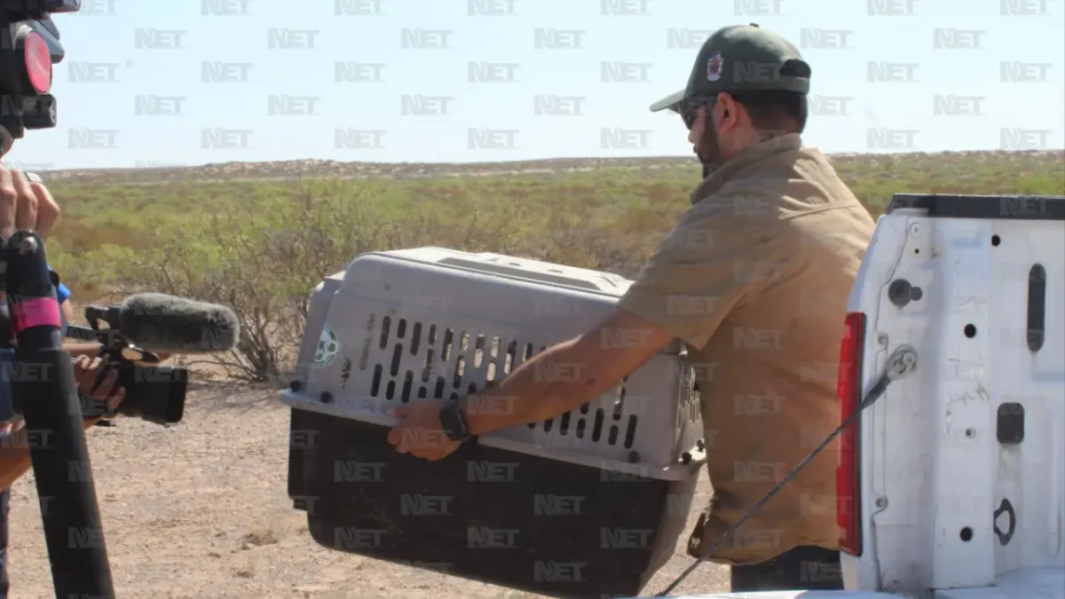 Fotos: Zorrito regresa a su hábitat