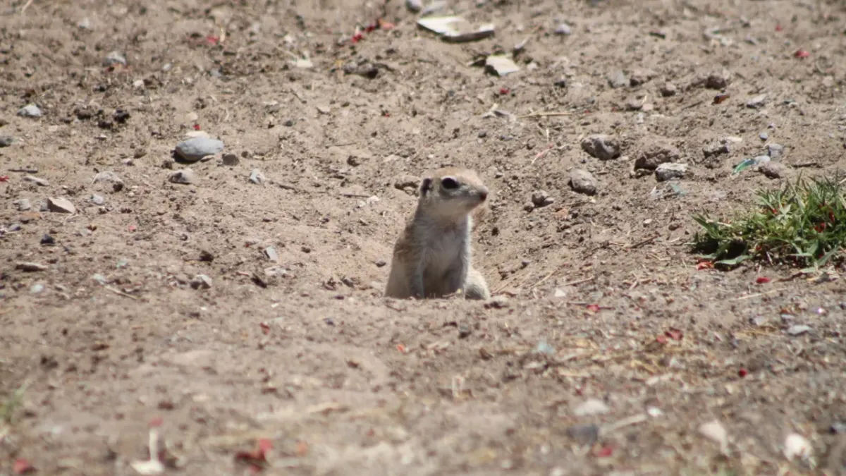¿Quién es el que anda ahí? Conoce a los animales que habitan El Chamizal