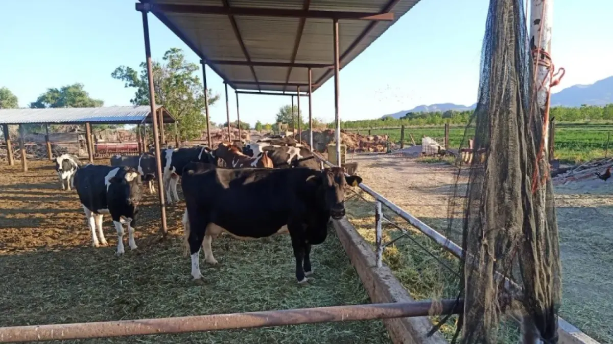 Lecheros, a punto de desaparecer