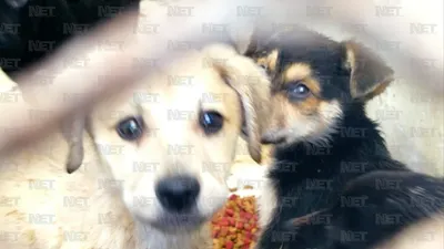 Realizará DABA jornada de adopciones y colecta de croquetas