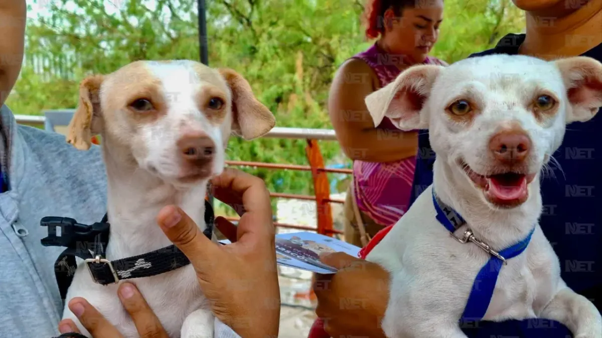 Anuncian jornadas de esterilización gratis para mascotas este fin de semana