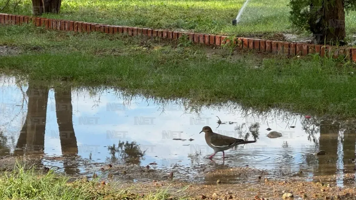¿Quién es el que anda ahí? Conoce a los animales que habitan El Chamizal