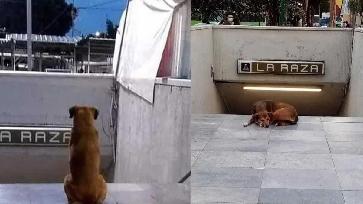 Hachiko mexicano: Perrito espera en el metro a dueña fallecida