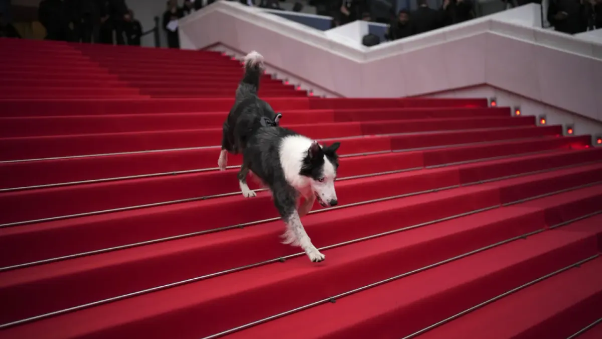 El perro Messi llega a Cannes