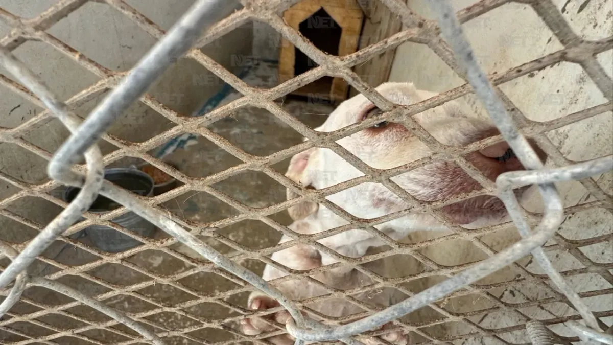 Endurecen sanciones por maltrato y abandono de mascotas en Juárez