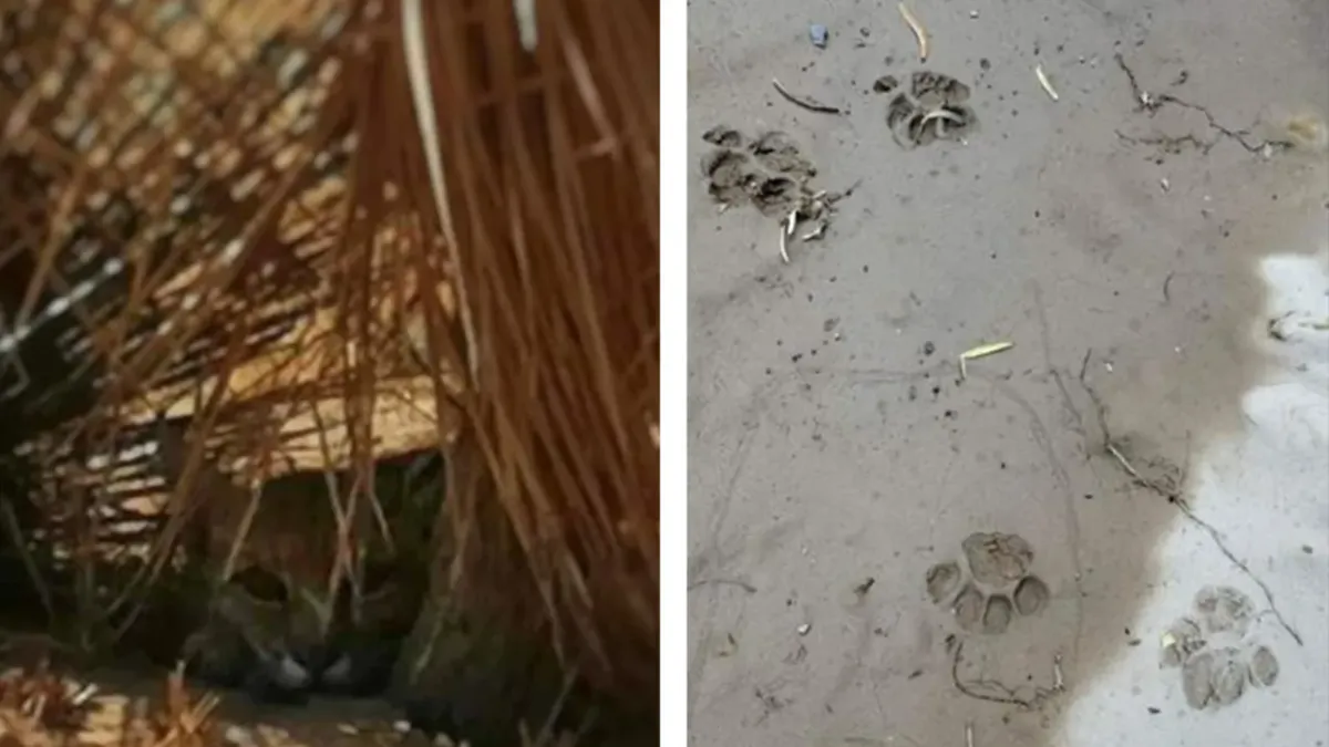 Reportan avistamientos de gato montés