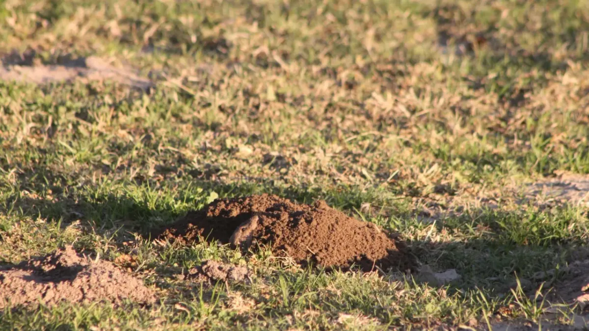 ¿Quién es el que anda ahí? Conoce a los animales que habitan El Chamizal